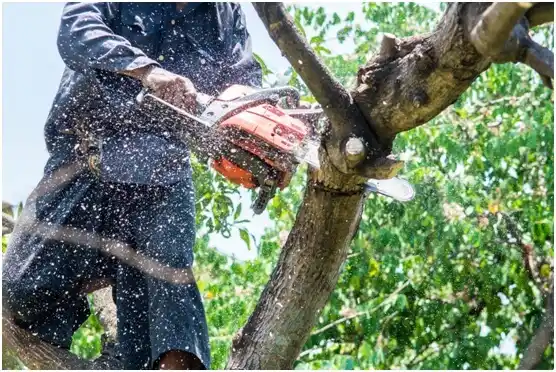 tree services Middletown